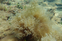 Ectocarpales