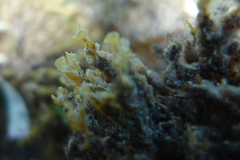 Zonaria spiralis
