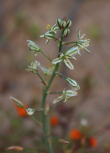 Albuca consanguinea
