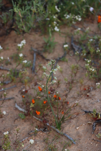 Albuca consanguinea