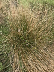 Poa cita