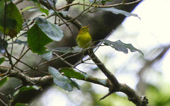 Phylloscopus ruficapilla