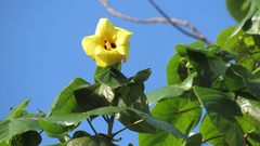 Hibiscus tiliaceus