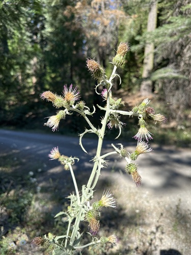 Image of Cirsium douglasii by (c) Matt Berger, some rights reserved (CC BY)