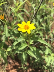 Aspilia mossambicensis