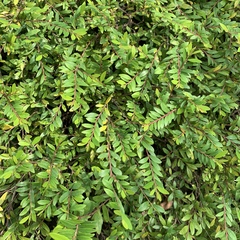 Phyllanthus myrtifolius