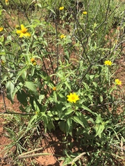 Aspilia mossambicensis