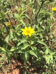 Aspilia mossambicensis