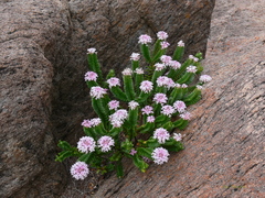 Pimelea ferruginea