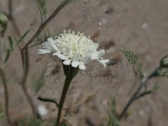 Chaenactis stevioides