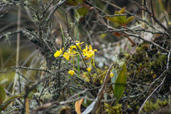 Oncidium cultratum