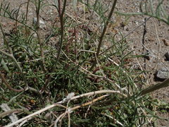 Chaenactis stevioides