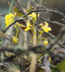 Oncidium cultratum