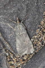 Eudonia cataxesta