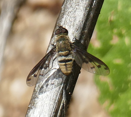Neodiplocampta astrella