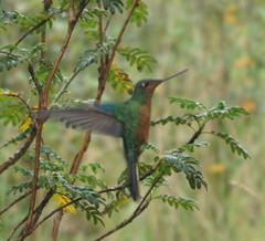 Pterophanes cyanopterus