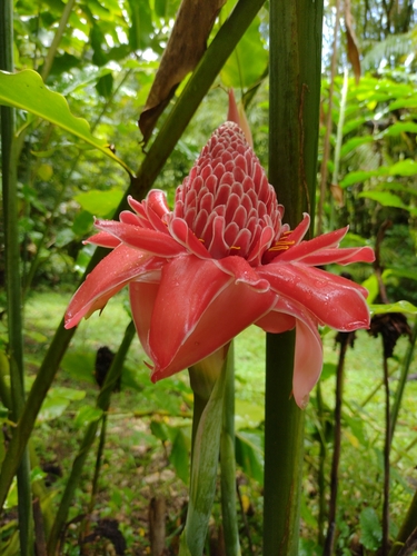 Etlingera elatior
