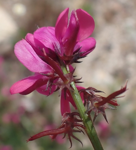 Image of Indigofera capillaris by (c) Nicola van Berkel, some rights reserved (CC BY-SA)