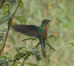 Pterophanes cyanopterus