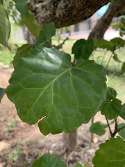 Polyscias balfouriana