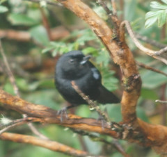 Diglossa lafresnayii