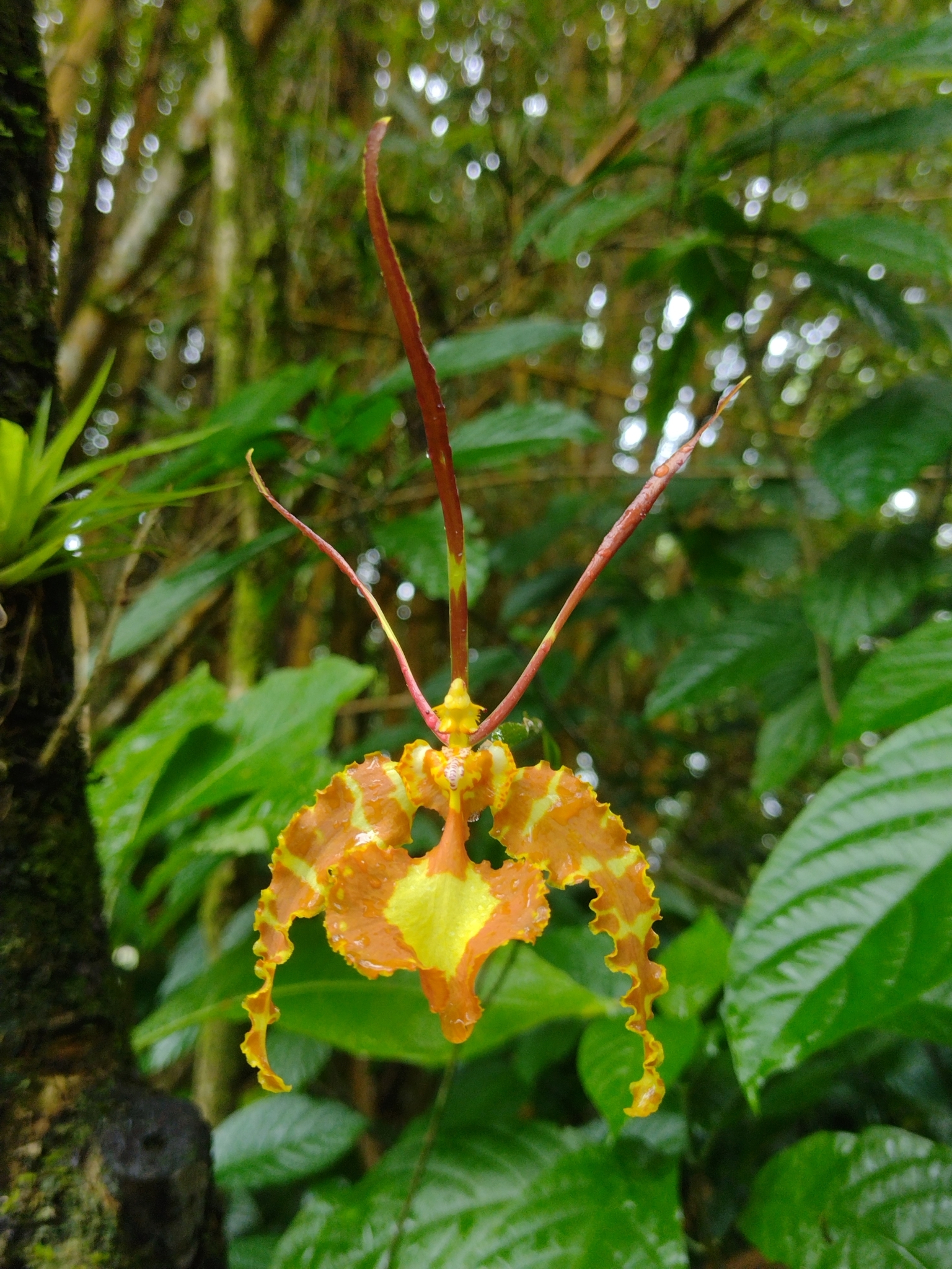Butterfly Orchid (Psychopsis papilio)