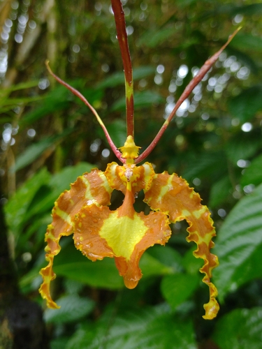 Psychopsis papilio, photograph 2