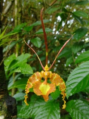 Psychopsis papilio, photograph (c) Lucas Kaminski, some rights reserved (CC BY)