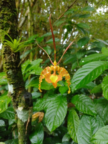 Psychopsis papilio, photograph 4