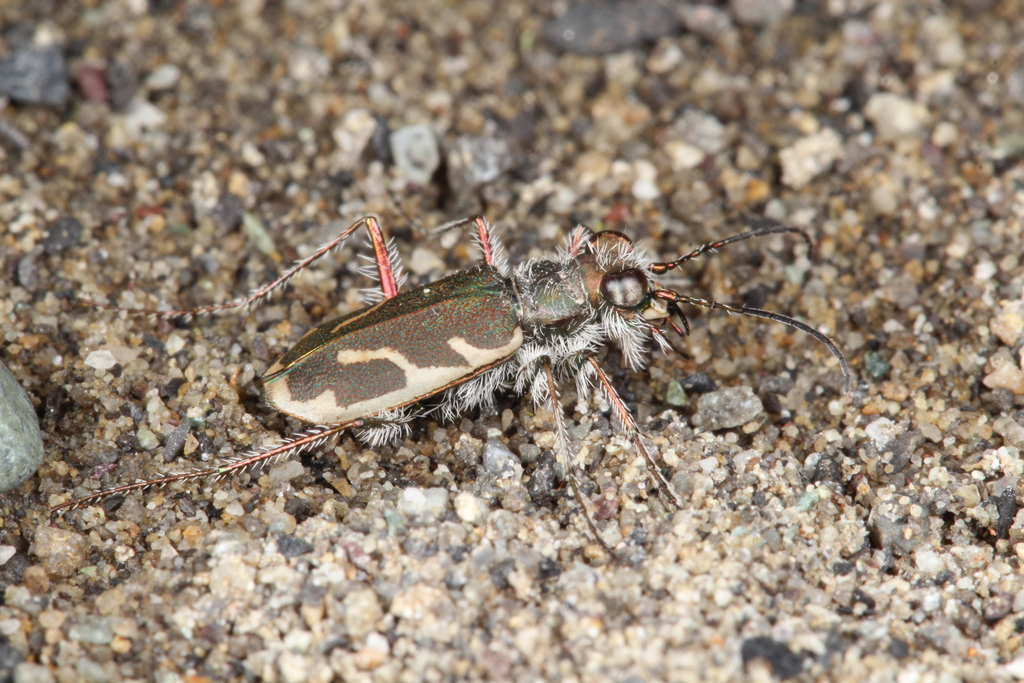 Zecicindela