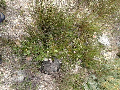 Image of Serruria gracilis by (c) Nicola van Berkel, some rights reserved (CC BY-SA)