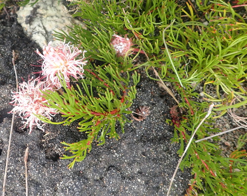 Image of Serruria gracilis by (c) Nicola van Berkel, some rights reserved (CC BY-SA)