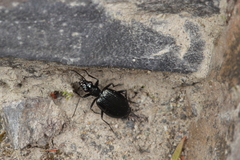 Actenonyx bembidioides