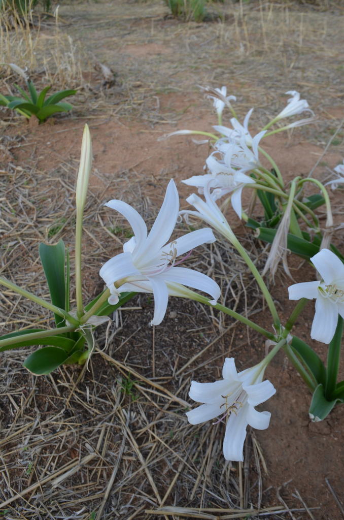 Crinum papillosum