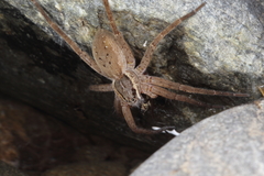 Dolomedes aquaticus