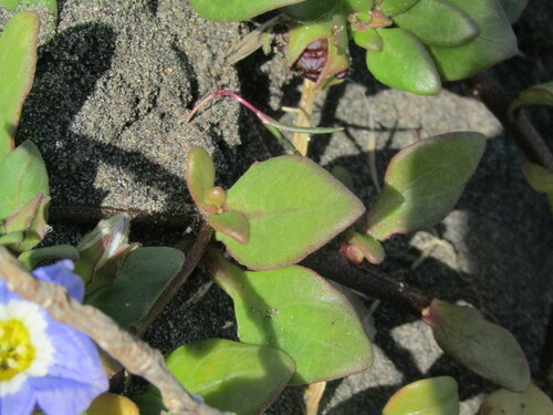 Image of Nolana paradoxa by (c) Bruno Avilez, some rights reserved (CC BY)