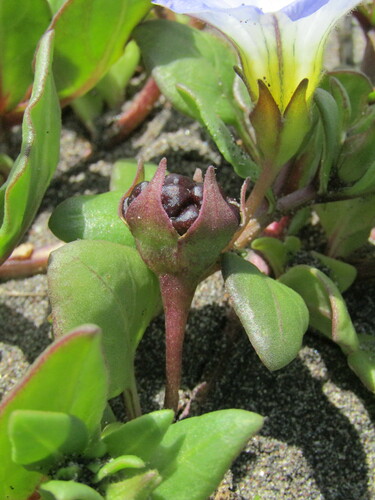 Image of Nolana paradoxa by (c) Bruno Avilez, some rights reserved (CC BY)