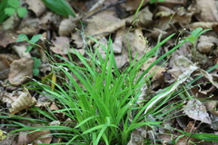 Carex quadriflora