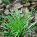 Carex quadriflora - Photo (c) V.S. Volkotrub, some rights reserved (CC BY-NC), uploaded by V.S. Volkotrub