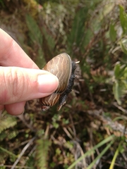 Plekocheilus succineoides