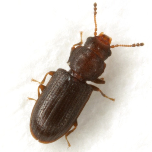 Vernal Flat Bark Beetle