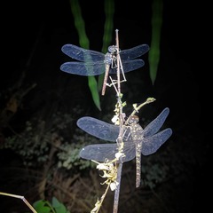 Bradinopyga strachani