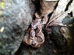 Xenodon rabdocephalus image