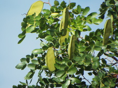 Brachystegia spiciformis