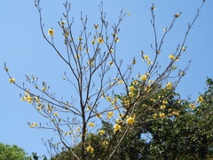 Handroanthus ochraceus