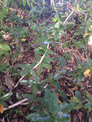 Berberis serrato-dentata