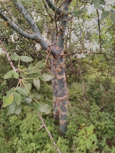 Commiphora caerulea R.Fern. & A.Fern.