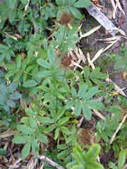 Acaena ovalifolia