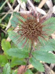 Acaena ovalifolia