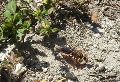 Sphex jamaicensis